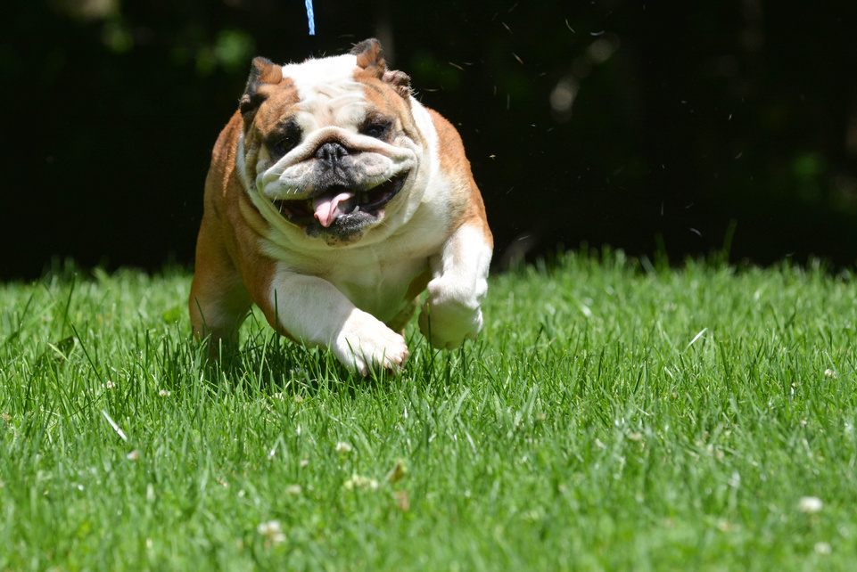 Dog Running in Grass