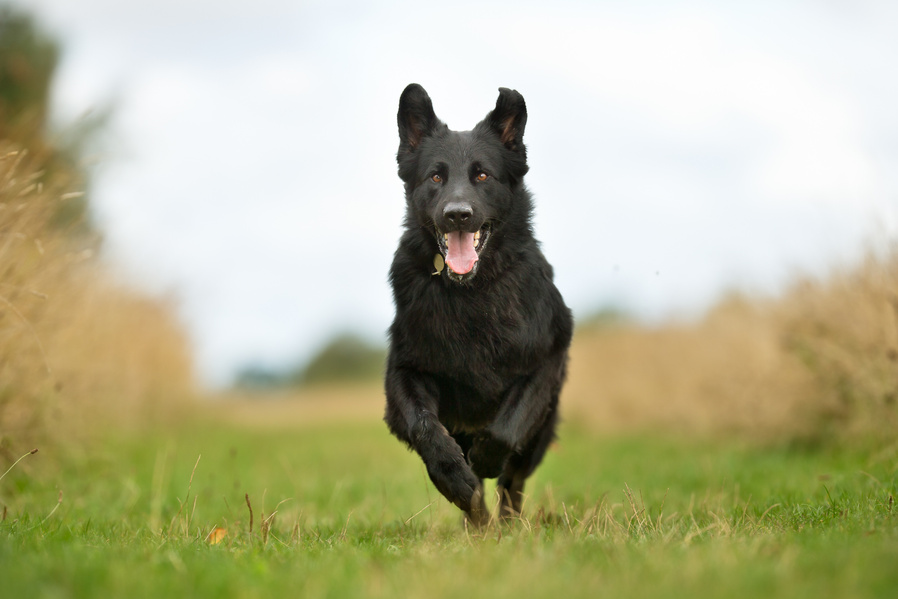 Black German Shepherd Dog Running on Grass